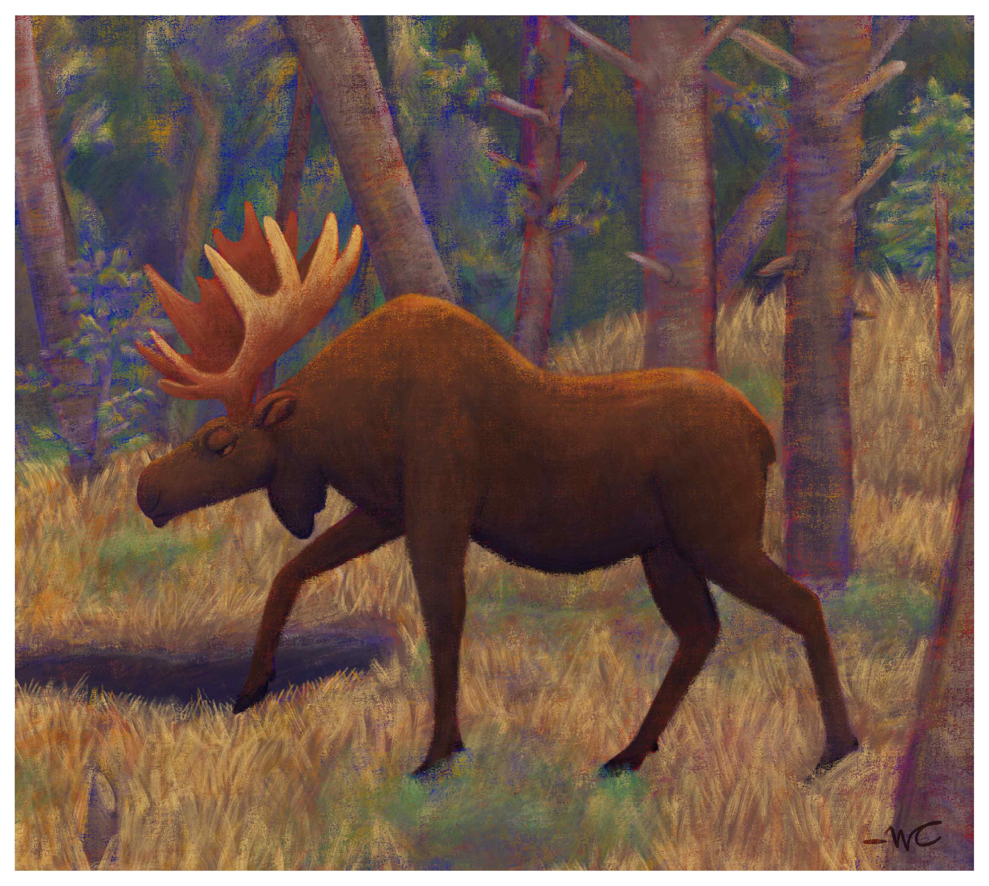 A digital painting of a disgruntled moose stomping through a woodland bog. 